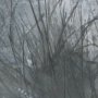 15941 - Brook and Willows I by Mercana Studio Hand Embelished Textured Framed Artwork Matted under Glass