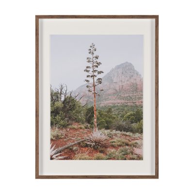 16046 - Agave on the Rocks by Kelly Frere Framed Art Print Matted under Glass