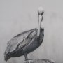 15972 - Pelican Stories by Nathan Larson Framed Art Print Matted under Glass