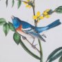 10472 - Delicate Bird and Botanical IV by John James Audubon a Framed Art Print Matted under Glass