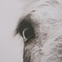 102787-FL - Downward Facing Donkey Sepia by Nathan Larson Textured Framed Canvas Photo Print