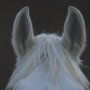 16162 - Look by Milan Malovrh FramedPhoto Print Matted under Glass