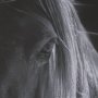16164 - Shadowborn Majesty by Frank Ma Framed Photo Print Matted under Glass