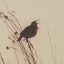 16166 - Meadowlark Call Antique by Nathan Larson FramedPhoto   Matted under Glass