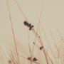 16166 - Meadowlark Call Antique by Nathan Larson FramedPhoto   Matted under Glass