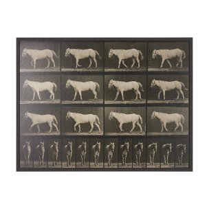 Walking Free by Eadweard Muybridge Textured Framed CanvasPhoto Print