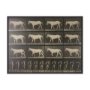 102795-FL - Walking Free by Eadweard Muybridge Textured Framed CanvasPhoto Print