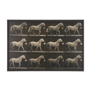 Walking Tall by Eadweard Muybridge Textured Framed CanvasPhoto Print