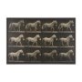 102796-FL - Walking Tall by Eadweard Muybridge Textured Framed CanvasPhoto Print