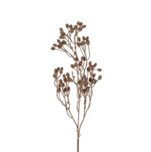 Dripping Dried Berry Branch