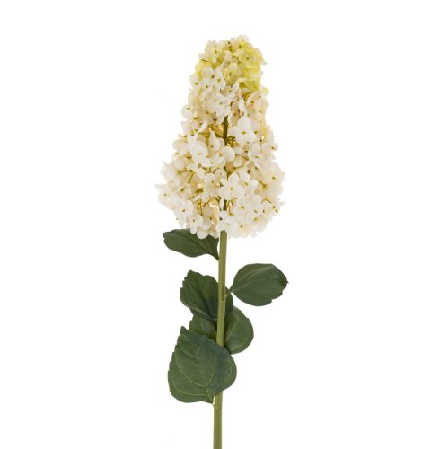 IN0381 - Hydrangea Paniculata Stem