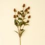 IN1621 - Globe Amaranth Spray