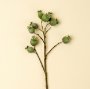 IN9501 - Poppy Pod Branch