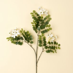 Locust Flower Branch