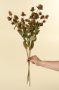 IN1621 - Globe Amaranth Spray