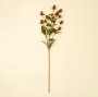 IN1621 - Globe Amaranth Spray
