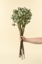IN9501 - Poppy Pod Branch