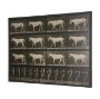 102795-FL - Walking Free by Eadweard Muybridge Textured Framed CanvasPhoto Print