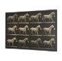 102796-FL - Walking Tall by Eadweard Muybridge Textured Framed CanvasPhoto Print