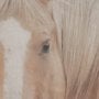 16248 - Looking Back by Nathan Larson FramedPhoto Print Matted under Glass