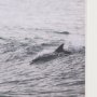 16258 - Ocean's Dance by Shot By Clint Framed Photo Print Matted under Glass