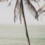 16260 - Oceanside Palms by Shot By Clint Framed Photo Print Matted under Glass