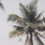 16260 - Oceanside Palms by Shot By Clint Framed Photo Print Matted under Glass