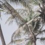 16261 - Ocean Breeze Palms by Shot By Clint Framed Photo Print Matted under Glass