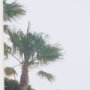 16263 - Modern Oasis View by Shot By Clint Framed Photo Print Matted under Glass