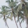 16264 - Tropical Surfboards On Beach by Andreas Magnusso Framed Photo Print Matted under Glass