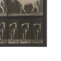 102795-FL - Walking Free by Eadweard Muybridge Textured Framed CanvasPhoto Print
