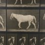 102795-FL - Walking Free by Eadweard Muybridge Textured Framed CanvasPhoto Print