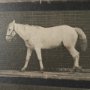 102795-FL - Walking Free by Eadweard Muybridge Textured Framed CanvasPhoto Print