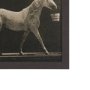 102796-FL - Walking Tall by Eadweard Muybridge Textured Framed CanvasPhoto Print