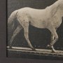 102796-FL - Walking Tall by Eadweard Muybridge Textured Framed CanvasPhoto Print