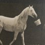 102796-FL - Walking Tall by Eadweard Muybridge Textured Framed CanvasPhoto Print