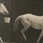 102796-FL - Walking Tall by Eadweard Muybridge Textured Framed CanvasPhoto Print