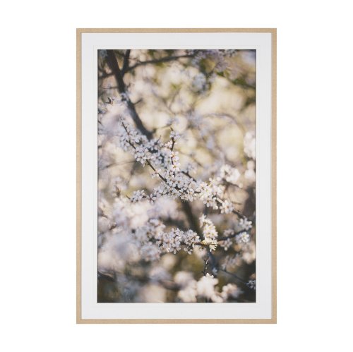 16314 - Wilde Prunus by Zaira Zarotti Textured Framed Photo Print Matted under Glass