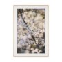 16314 - Wilde Prunus by Zaira Zarotti Textured Framed Photo Print Matted under Glass
