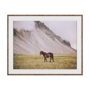 Icelandic Horse by Stefan and Audrey Framed Photo Print Matted under Glass