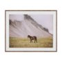 16338 - Icelandic Horse by Stefan and Audrey Framed Photo Print Matted under Glass