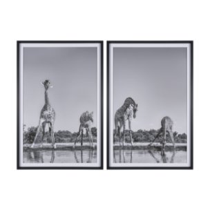 Thirsty Savanna Giraffes(Set of 2) by Jun Zuo Hand-Embellished Framed Photo Print Matted under Glass