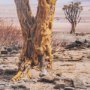16293 - Namibia Tree in Desert by Richard Silver Textured Framed Photo Print Matted under Glass