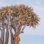 16293 - Namibia Tree in Desert by Richard Silver Textured Framed Photo Print Matted under Glass