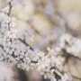 16314 - Wilde Prunus by Zaira Zarotti Textured Framed Photo Print Matted under Glass