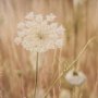 16315 - Wild Carrot Flowers by Zaira Zarotti Textured Framed Photo Print Matted under Glass