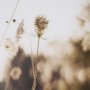 16315 - Wild Carrot Flowers by Zaira Zarotti Textured Framed Photo Print Matted under Glass