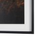 16336 - Elk by Stefan and Audrey Textured Framed Photo Print Matted under Glass
