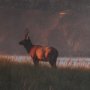 16336 - Elk by Stefan and Audrey Textured Framed Photo Print Matted under Glass
