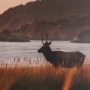 16337 - Cannon Beach Elk by Stefan and Audrey Textured Framed Photo Print Matted under Glass